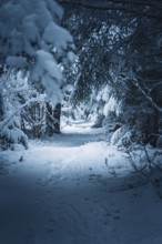 Snowy trail through a dense, quiet forest area with a cold winter atmosphere, Besenfeld, Black