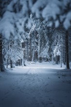 A quiet path covered with snow leads through a forest, Besenfeld, Black Forest, Germany