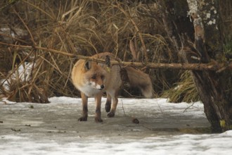 Red fox (Vulpes vulpes) secured on a frozen stream, Allgäu, Bavaria, Germany, Allgäu, Bavaria,