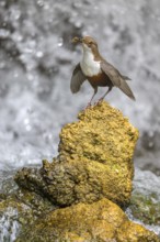 White-throated White-throated Dipper (Cinclus cinclus), standing on a tufa in front of a waterfall