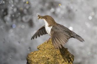 White-throated White-throated Dipper (Cinclus cinclus), standing on a tufa in front of a waterfall