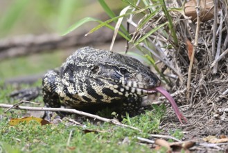 Golden tegu (Tupinambis teguixin) in the wild in a nature reserve in Buenos Aires, Argentina