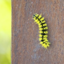 Macro image of a caterpillar of the species Leucanella viridescens with neon yellow spines as a