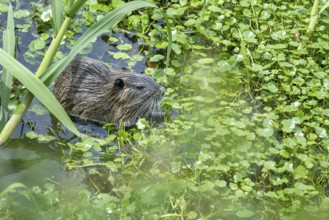 Young nutria (Myocastor coypus) in a nature reserve in Buenos Aires, Argentina