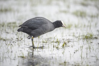 A black coot (Fulica atra) stands in the shallow water of a marshland, Dümmer nature park Park,