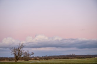 A single bare willow tree (Salix spec.) stands in a vast landscape under a pink sky at dusk at the