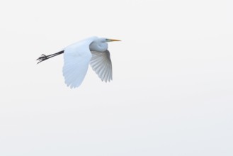 A flying white egret (Egretta alba) flies elegantly against a white sky, Dümmer nature park Park,