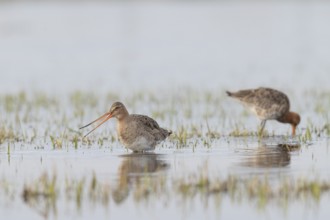 Two black-tailed godwits (Limosa limosa) standing in shallow water, reflecting the surroundings,