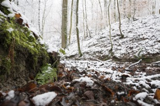 Source of the Hunte river in Melle, snowy forest soil with moss, leaves and bare trees that create