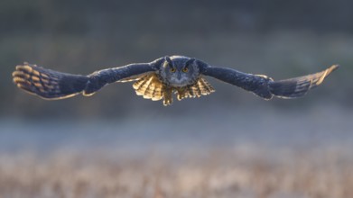 Eurasian Eagle-owl (Bubo bubo), in flight over a meadow in the last light, backlight, Swabian Alb