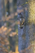 Eurasian Eagle-owl (Bubo bubo), resting on the trunk of a spruce tree, Swabian Alb biosphere