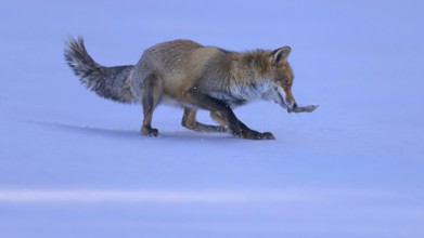 Red fox (Vulpes vulpes), with caught mouse on a meadow covered with snow, Swabian Alb biosphere