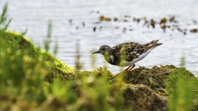 Ruddy Turnstone, Arenaria interpres