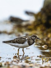 Ruddy Turnstone, Arenaria interpres