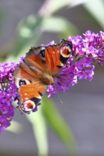 Peacock butterfly (Inachis io) sucking nectar on butterfly bush (Buddleja davidii), in a natural