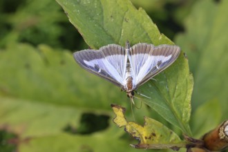 Box tree moth (Cydalima perspectalis) on a leaf, box tree moth, moth, insects, moths, butterflies,