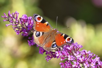 Peacock butterfly (Inachis io) sucking nectar on butterfly bush (Buddleja davidii), in a natural