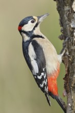Great spotted woodpecker (Dendrocopus major), male, foraging on the trunk of a common birch (Betula