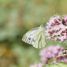 A Cabbage butterfly (Pieris brassicae) sucking nectar on the flower of a Hemp agrimony