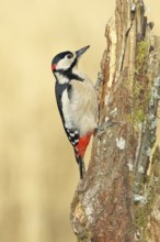Great spotted woodpecker (Dendrocopos major), male, foraging on a tree stump overgrown with moss