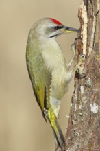 Grey-headed woodpecker (Picus canus), male sitting on a tree stump overgrown with moss and lichen,