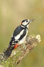 Great spotted woodpecker (Dendrocopus major), male sitting on an old branch overgrown with moss,