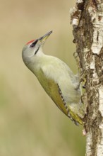 Grey-headed woodpecker (Picus canus), male sitting on the trunk of a grey birch (Betula