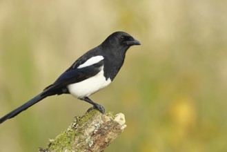 European magpie (Pica pica), sitting on a tree stump with autumnal background, autumn, Indian