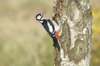 Great spotted woodpecker (Dendrocopus major), male, foraging on the trunk of a common birch (Betula