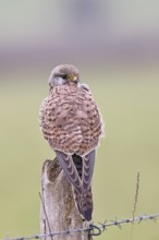 Kestrel (Falco tinnunculus), on a pasture fence post, Bieslicher Insel, Lower Rhine, North