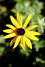 Yellow coneflower (Echinacea paradoxa), yellow flower in a garden, Wilnsdorf, North