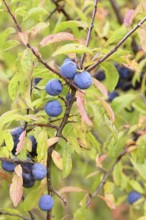 Blackthorn (Prunus spinosa), branch with ripe fruit, autumn, Wilnsdorf, North Rhine-Westphalia,