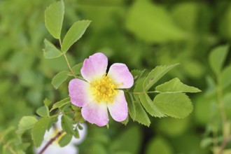 Dog rose (Rosa canina), dog rose, flower, North Rhine-Westphalia, Germany