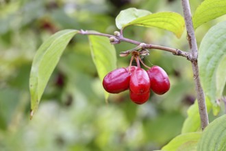 Cornelian cherry (Cornus mas), branch with fruit, Wilnsdorf, North Rhine-Westphalia, Germany