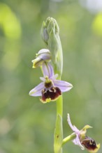 Bee orchid (Ophrys apivera), single flower, close-up, at the edge of a field hedge, North