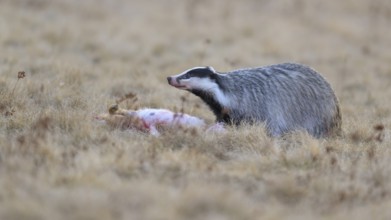 European badger (Meles meles), on roadkill, European hare (Lepus europaeus), in a meadow, Swabian
