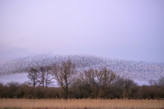 A flock of starlings (Sturnus vulgaris) forms impressive patterns in front of a colourful sky at