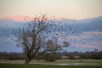 A flock of starlings (Sturnus vulgaris) flies into a bare willow (Salix spec.) standing at the