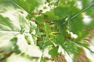 Winter rape, wintering, frost-resistant green manure plant, promotes the biological activity of the