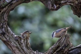 Nuthatch (Sitta europaea), Emsland, Lower Saxony, Germany