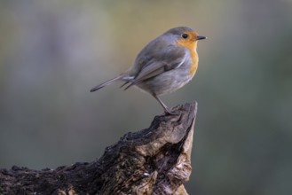 European robin (Erithacus rubecula), Emsland, Lower Saxony, Germany