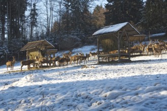 Wild feeding of red deer in the Allgäu region, Bavaria, Germany