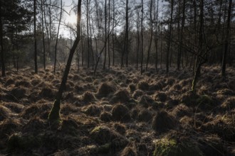 Light rays in the forest, Emsland, Lower Saxony, Germany