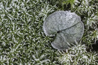 Cyclamen leaf (Cyclamen coum) on moss in hoarfrost, Emsland, Lower Saxony, Germany
