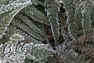 Fern fronds (Polystichum) in hoarfrost, Emsland, Lower Saxony, Germany