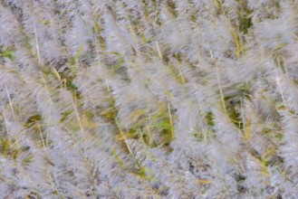 Motion blurred panicles of common reeds (Phragmites australis, Phragmites communis) in reedbed,