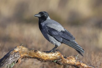 Northern European hooded crow (Corvus cornix cornix, Corvus corone cornix) perched on branch in