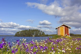 Colourful wildflowers and boathouse on the island Norderön in lake Storsjön in spring, Jämtland,