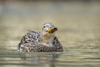 Mallard (Anas platyrhynchos) female on a lake, Bavaria, Germany