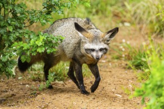 Bat-eared fox (Otocyon megalotis) walking on the ground looking for food, Bavaria, Germany